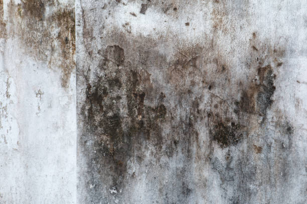 Best Emergency Mold Remediation  in Center Point, IA