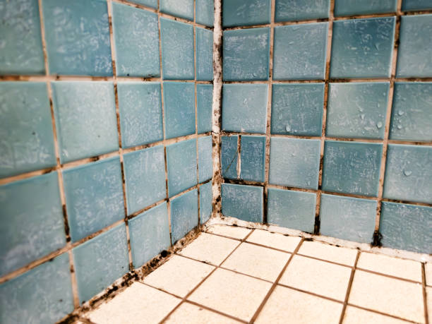 Professional Mold Removal in Center Point, IA