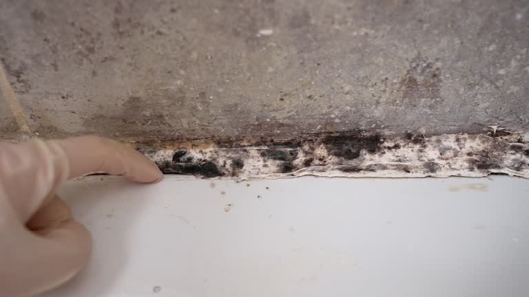 Best Residential Mold Inspection & Testing  in Center Point, IA